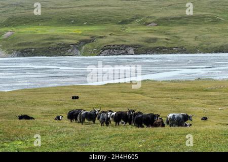 Yak Herde, Sary Jaz Tal, Issyk-kul-region, Kirgisistan Stockfoto