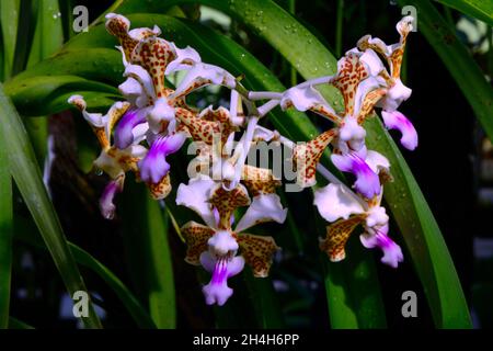 Orchidee, tricoloriertes Vanda (Vanda tricolor) Vorkommen Südostasien Stockfoto