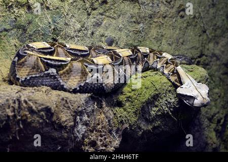 Westgabunviper (Bitis gabonica Nashorn), in Westafrika vorkommend, gefangen Stockfoto