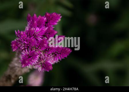 Rosa celosia argentea Blume, die gemeinhin als die gefiederten Cockscomb oder silber Hahn Kamm voller Blüte in der Natur Garten bekannt. Schärfe und Unschärfe. Stockfoto