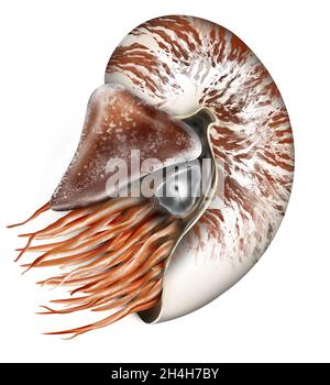 nautilus Shell Vektorgrafik isoliert auf weißem Hintergrund. Nautilus Sea Vector Art. Nautilus pompilius Stockfoto