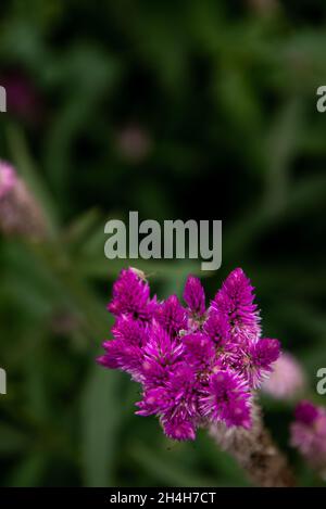 Rosa celosia argentea Blume, die gemeinhin als die gefiederten Cockscomb oder silber Hahn Kamm voller Blüte in der Natur Garten bekannt. Schärfe und Unschärfe. Stockfoto