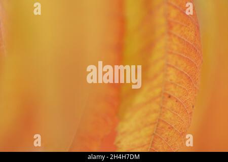 Staghorn sumac (Rhus typhina), NRW, Deutschland Stockfoto