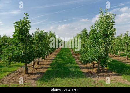 Apfelplantage, St. Hubert, Kempen, Kreis Viersen, Nordrhein-Westfalen, Deutschland Stockfoto