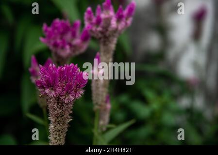 Rosa celosia argentea Blume, die gemeinhin als die gefiederten Cockscomb oder silber Hahn Kamm voller Blüte in der Natur Garten bekannt. Schärfe und Unschärfe. Stockfoto