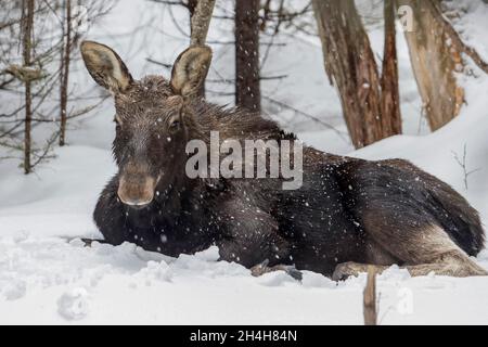 Zehn Monate alter Bullengans, der auf Schnee ruht, Gaspest-Nationalpark, Quebec, Kanada Stockfoto