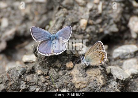 Idas blue (Plebejus idas) Naturpark Val Troncea, Parco naturale della Val Troncea, Piemont, Italien Stockfoto