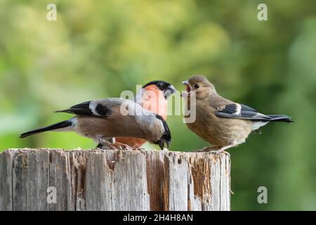 Eurasischer Gimpel (Pyrrhula pyrrhula), Paar mit Jungvögeln, Niedersachsen, Deutschland Stockfoto