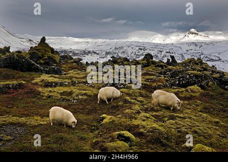 Drei Hausschafe (Ovis gmelini aries) im Budahraun vor Bergpanorama mit Schnee, Budir, Snaefellsnes, Westisland, Island Stockfoto