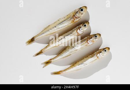 Fisch großen Sand roch -atherina boyeri- auf weißem Hintergrund, kleine und schlanke Fische Stockfoto