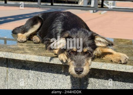 Der traurige streunende Hund liegt auf einem Steinteller. Stockfoto