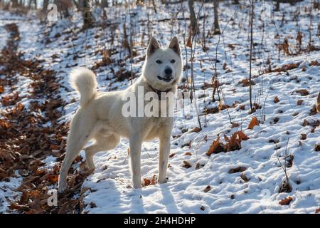 Der traurige streunende Hund liegt auf einem Steinteller. Stockfoto