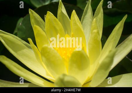 Mexikanische Seerose oder Nymphaea mexicana. Problematische invasive Artbildung. Nahaufnahme Stockfoto