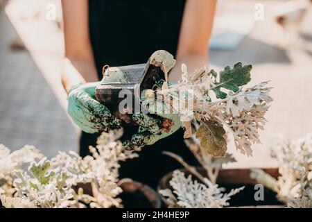 Nahaufnahme eines Porträts von Gärtnerhänden, die Blumen in Blumentöpfe im Garten Pflanzen. Wiederbepflanzung, Pflanzen in grauen Behältertopf setzen Stockfoto