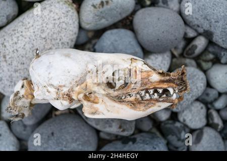 Blick auf die einzigartigen Zähne einer Krabbenfellrobbe, Obodon carcinophaga, mit ausgeprägten Lappen, die eine Belastung von Krill ermöglichen. Stockfoto