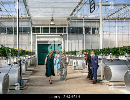 Abu Dhabi, 03. November 2021, Königin Maxima der Niederlande bei Pure Harvest in Abu Dhabi, am 03. November 2021, produziert Pure Harvest für einen Arbeitsbesuch inmitten der Wüste Tomaten, Erdbeeren und Salat auf nachhaltige Weise, Die verwendeten Technologien und das Know-how zur Entwicklung des Gewächshauses wurden von verschiedenen niederländischen Parteien bereitgestellt.Foto: Albert Nieboer/Netherlands OUT/Point de Vue OUT Stockfoto