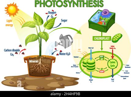 Diagramm zeigt den Prozess der Photosynthese in Pflanzendarstellung Stock Vektor