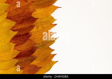 Erstaunliche bunte Hintergrund der Herbstblätter mit weißen leeren Raum, gratulierende Rahmen aus roten und gelben Blättern Stockfoto