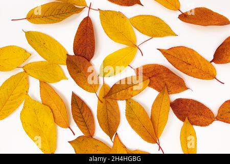 Schöner Herbstblattrand, Vogelkirschblätter Komposition, helle Vorlage aus roten und gelben Blättern für Banner oder Collage Stockfoto