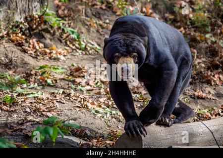 Sun bear auch bekannt als ein malaysischer Bär (Helarctos Malayanus) Stockfoto