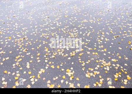 Birkenblätter auf Asphalt. Herbst und nasser Asphalt mit gelben Blättern. Stockfoto