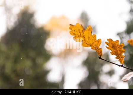 Eichenblätter im Herbst. Zwei gelbe Blätter aus der Nähe hängen an einem Eichenzweig. Stockfoto