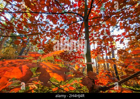 Goldene Eichen im Herbstwald Stockfoto