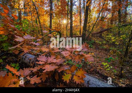 Schöner Herbstwald mit roten und gelben Eichen. Stockfoto