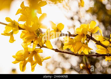 Nahaufnahme von Forsythia, der Gattung der blühenden Pflanzen aus der Olivenfamilie Oleaceae. Stockfoto