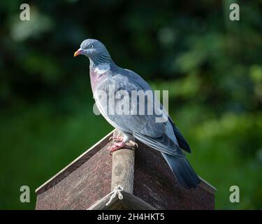Eine Erwachsene Gemeine Holztaube (Columba palumbus) auf dem Dach eines Vogelfutterhäuschen im Garten. Stockfoto