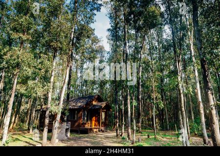 Blockhütte mitten im Wald Stockfoto