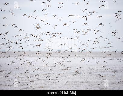 Knoten Calidris Canutus während eines Knoten-Spektakel auf der Wash bei Snettisham Norfolk Stockfoto