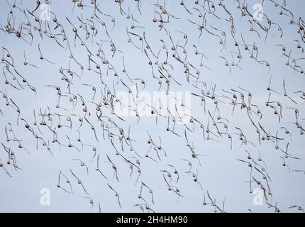 Knoten Calidris Canutus während eines Knoten-Spektakel auf der Wash bei Snettisham Norfolk Stockfoto