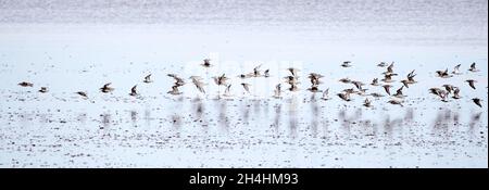 Knoten Calidris Canutus während eines Knoten-Spektakel auf der Wash bei Snettisham Norfolk Stockfoto