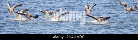 Die pinkfarbenen Gänse Anser brachyrhynchus landen bei Snettisham auf der Wash Norfolk Stockfoto