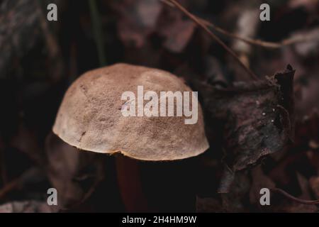 Nahaufnahme eines Pilzes aus dem Bereich des Pilzes (auch bekannt als Red Cracking Bolete). Essbarer Pilz Stockfoto