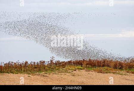 Knoten Calidris canutus während eines Knotens spektakulär und Murmeln auf der Wash bei Snettisham Norfolk Stockfoto