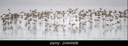 Knoten Calidris Canutus während eines Knoten-Spektakel auf der Wash bei Snettisham Norfolk Stockfoto