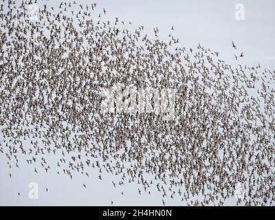 Knoten Calidris canutus während eines Knotens spektakulär und Murmeln auf der Wash bei Snettisham Norfolk Stockfoto