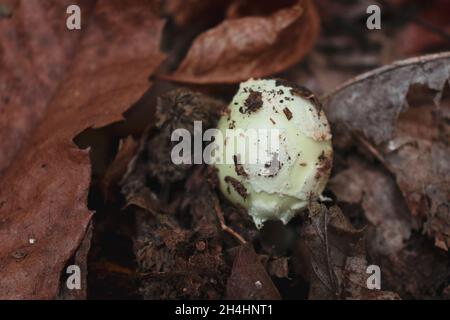 Draufsicht auf einen wachsenden Amanita citrina Pilz (auch bekannt als falsche Todeskappe oder Citron amanita). Giftiger Pilz Stockfoto