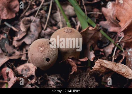 Draufsicht auf zwei verfaulte Lycoperdon perlatum Pilze (auch bekannt als gewöhnlicher Puffball). Ungenießbarer Pilz Stockfoto