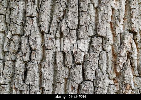 Rinde einer gemeinsamen Eiche Nahaufnahme. Natürlicher Hintergrund. Stockfoto
