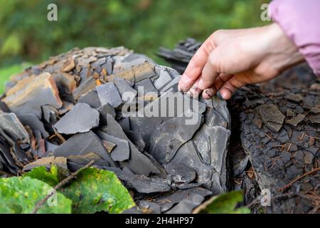 Nahaufnahme kleines Kind Hand sammeln und erkunden dunkelgrau Schiefer natürlichen Felsen Fossil bei Spaziergang im Wald mit Familie im Freien. Suche nach Kindern Stockfoto