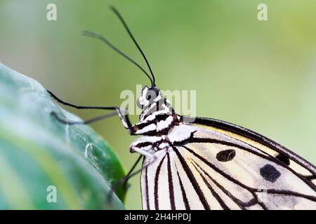 Weiße Baumnymphe. Insekt in Nahaufnahme. Schwarz-weißer Schmetterling. Idee leuconoe. Große Baumnymphe Schmetterling. Stockfoto