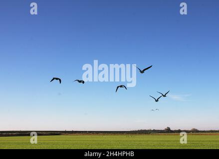 Fliegende Gänse in einer ländlichen Landschaft. Blauer Himmel und grünes Gras. Stockfoto