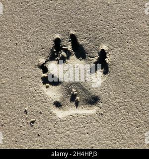 Eine Hundepfote im Sand am Strand. Es ist ein sonniger Tag, so dass die Schatten dunkel sind. Stockfoto