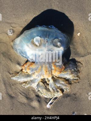 Eine Qualle am Strand. Der Fisch liegt auf seiner Seite, so dass man seine Tentakeln sehen kann Stockfoto