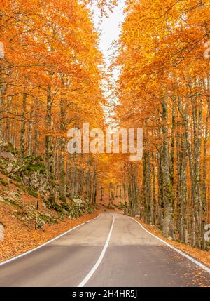 Eingebettet in die wunderschönen Abruzzen, Latium und den Molise Nationalpark, ist Forca d'Acero für seine Herbstfarben berühmt Stockfoto