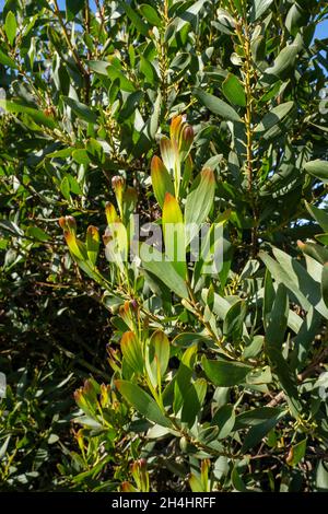 Akazie Melanoxylon oder Acacia Penninervis, dunkelgrün, schmale Blätter und kleine, kugelartige, gelblich-weiße Blüten. Wildes Schwarzholz oder Wattle ist floweri Stockfoto