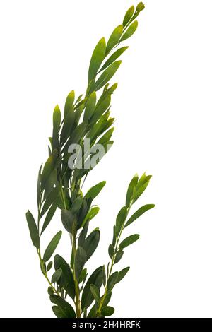 Akazie Melanoxylon oder Acacia Penninervis, dunkelgrün, schmale Blätter und kleine, kugelartige, gelblich-weiße Blüten. Isoliert auf weißem Hintergrund. Stockfoto